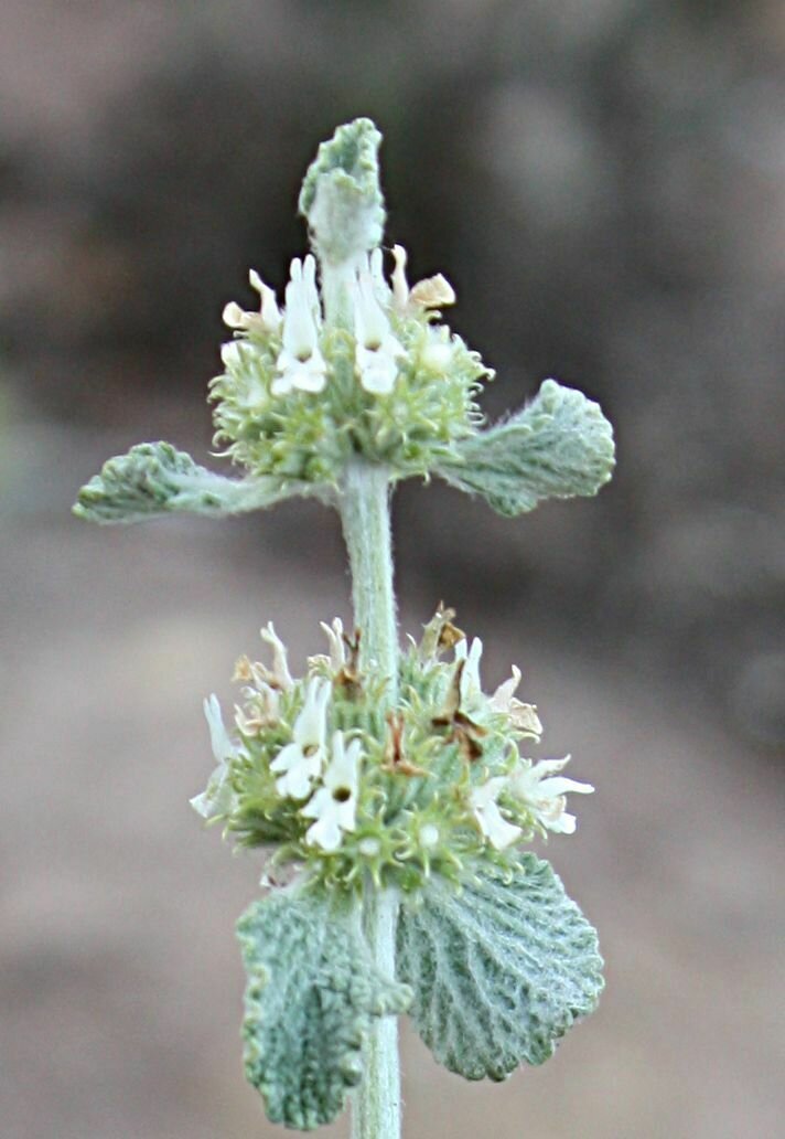 High Resolution Marrubium vulgare Flower